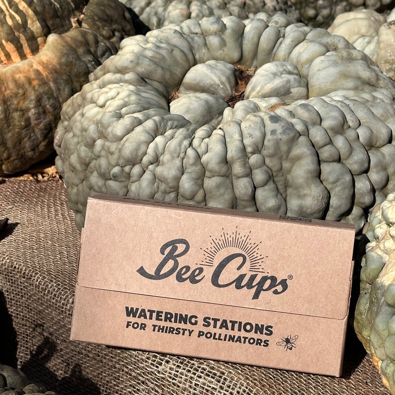 Fall 5-pack