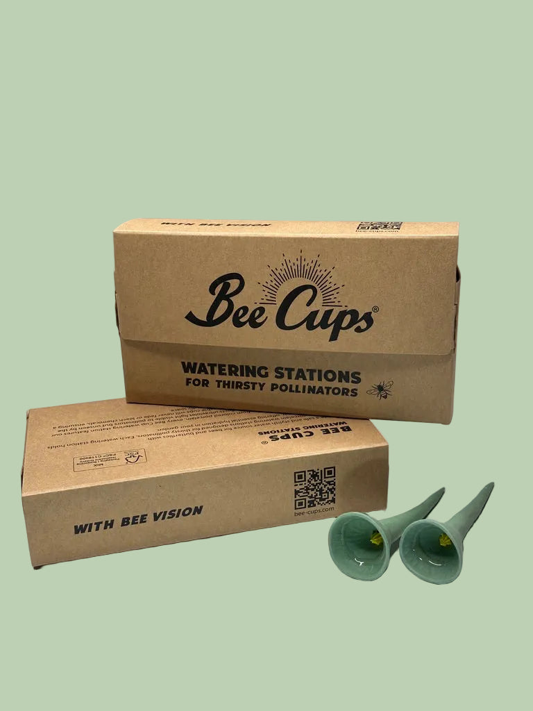 Cactus 5-pack