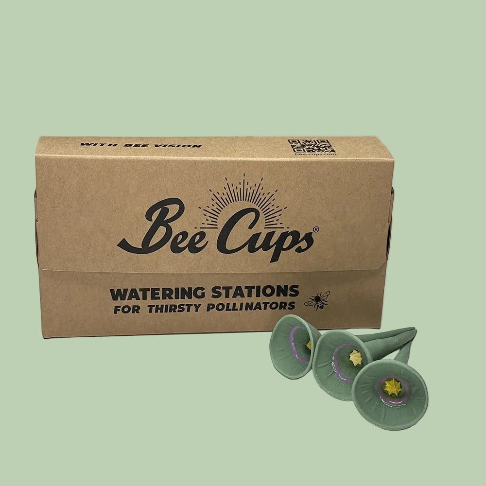 Cactus 5-pack