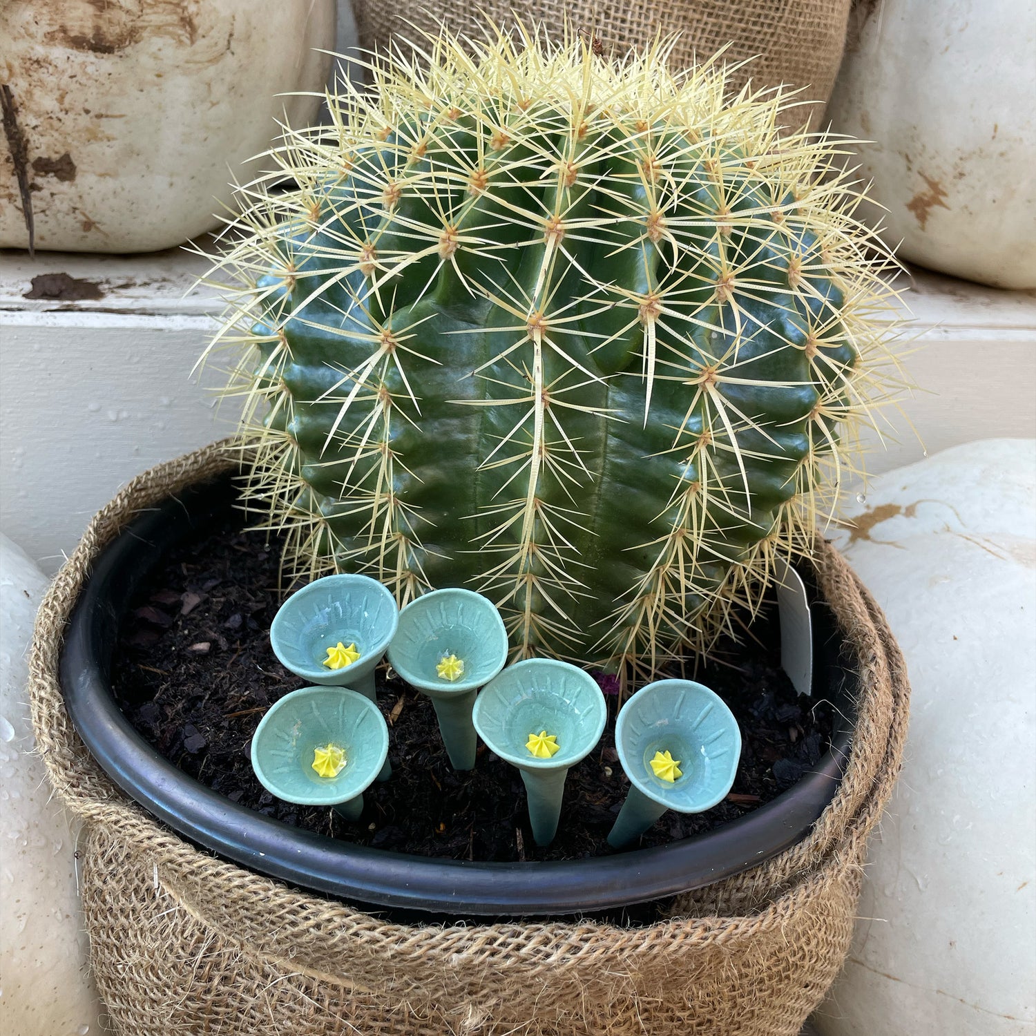 Cactus 5-pack