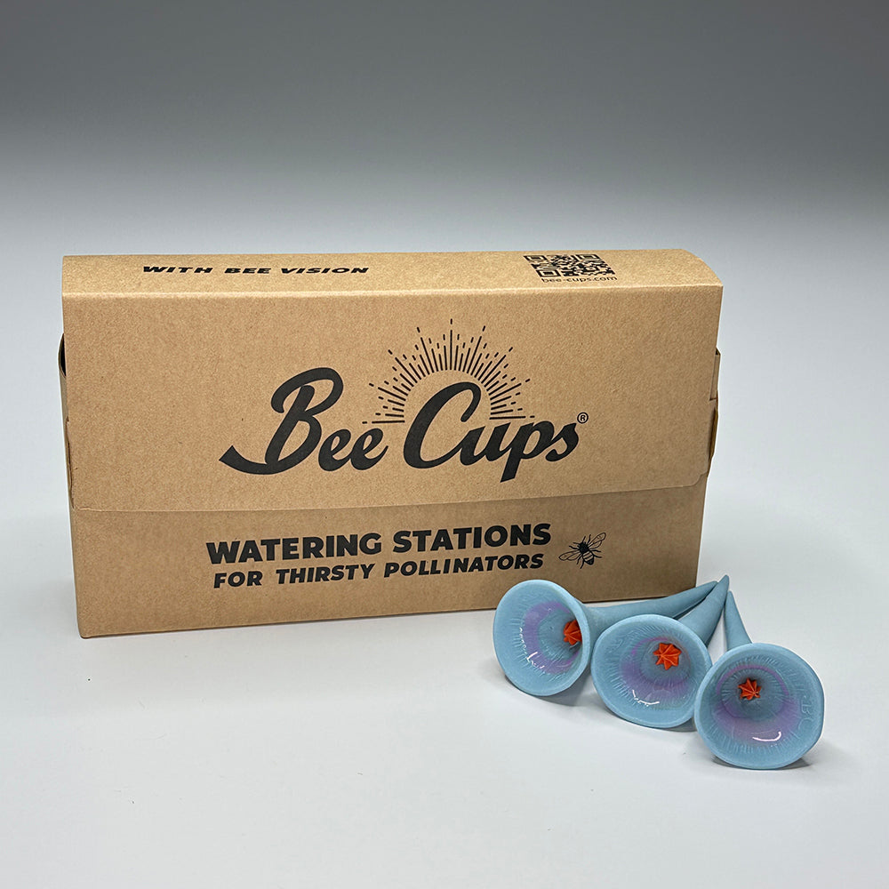 Morning Glory 5-pack