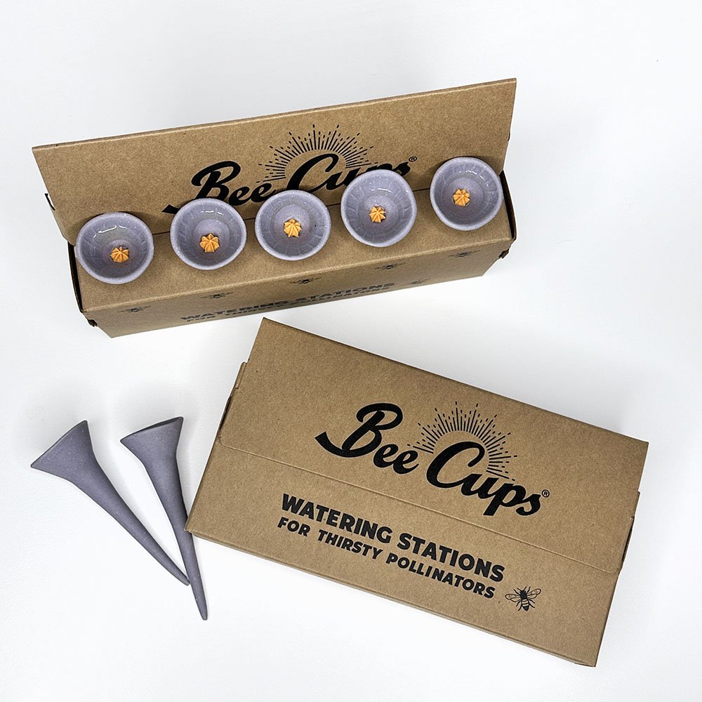 Purple Dahlia 5-pack